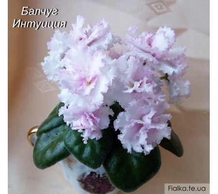 Балчуг Интуиция 191
